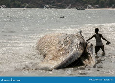 Dead Whale Brought Ashore At Palolem Goa Editorial Photography Image