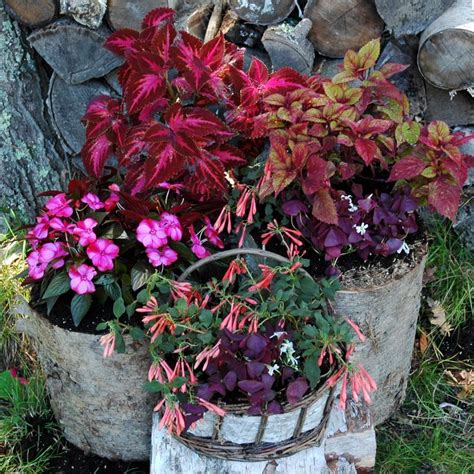 Five Shade Plants For Containers Decorate My House Like