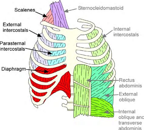 Muscles of the chest enable us to lift, extend, and rotate our arms, along with playing a part in the process of respiration. 2: Schematic of the chest wall musculature indicating the ...