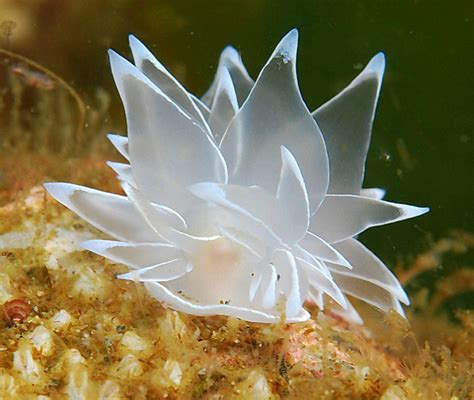 All Sizes Frosted Nudibranch Flickr Photo Sharing