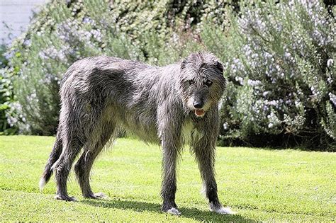 Irish Wolfhound Dog Breed Description The Hunting Dog
