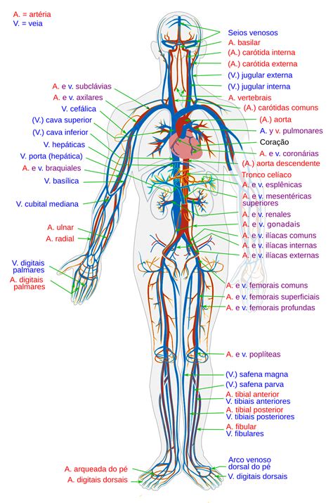 Anatomia Dos Sistemas Orgânicos
