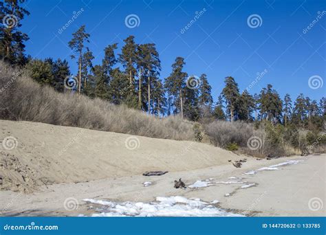 Bright Sandy Beach With Snow And Dry Bushes Against The Background Of