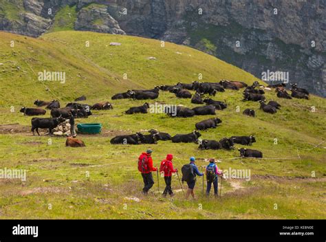 Swiss Cows Hi Res Stock Photography And Images Alamy