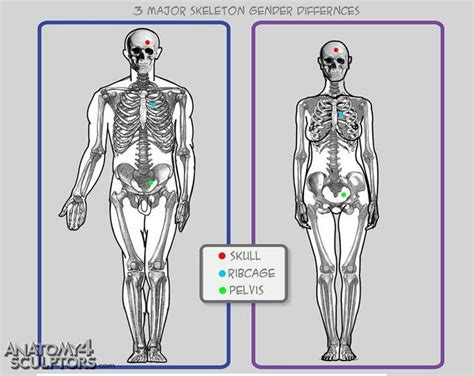 Male vs female skeleton | Human anatomy female, Human figure, Female skeleton