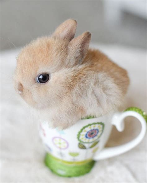 Tea Cup Bunny Sooo Cute Cute Baby Animals Cute Bunny Pictures
