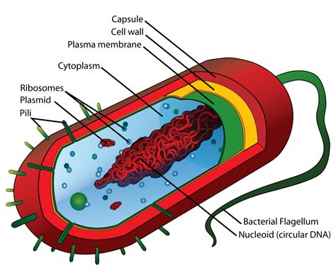 prokaryotic cell structure a visual guide owlcation