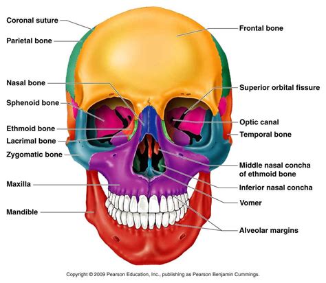 Ethmoid Bone Diagram Ethmoid Bone Diagram Classification Of Bones