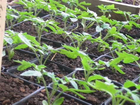 Roma Paste Tomatoes Sustainable Market Farming