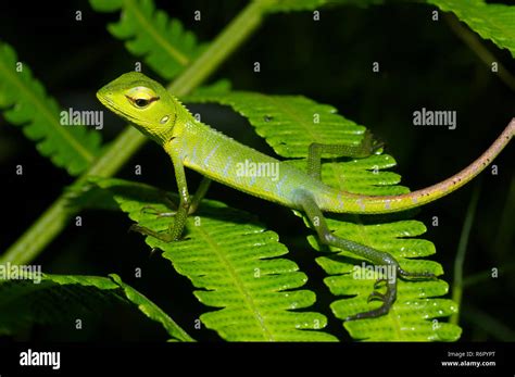 Common Green Forest Lizard Green Forest Calotes Or Vietnamese Calote