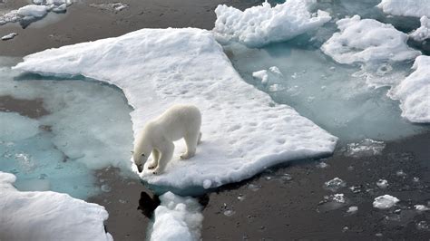 Klima Und Winter Das Arktische Meereis W Chst Nur Langsam Wetter De
