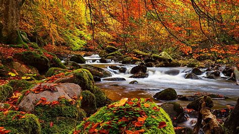 Hd Wallpaper Fall Forest With Trees Fallen Leaves Stones With Moss