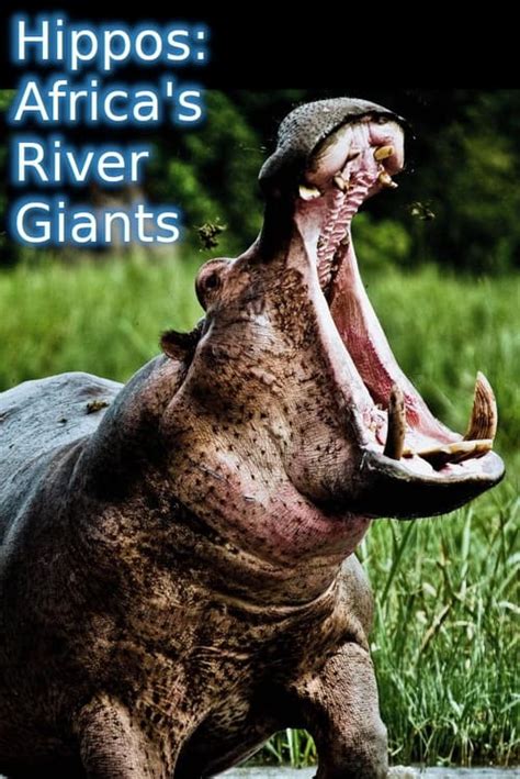 Hippos Africas River Giants 2019 — The Movie Database Tmdb