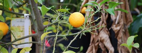 Oranger Pépinière De Penhouët