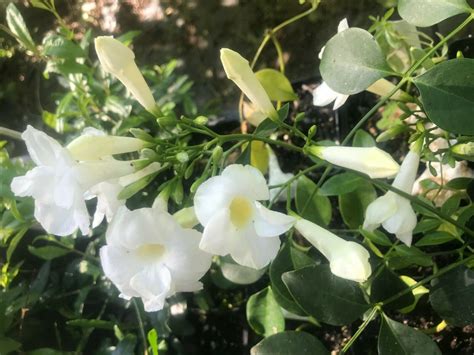 Lady Di Pandorea Jasminoides White Bower Vine Quart Plant Etsy