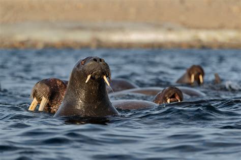 Walruses Swim In Arctic Sea Animal Photography Prints