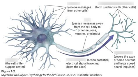 Ap Psychology Unit 2 Exam Part 1 Diagram Quizlet