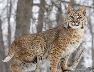 Check spelling or type a new query. The Arizona Bobcat | Bobcats Are Also Called Wildcats