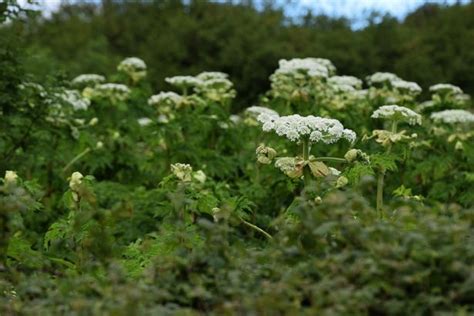 Toxic Giant Hogweed Is Spreading Thanks To Hot Weather Heres What