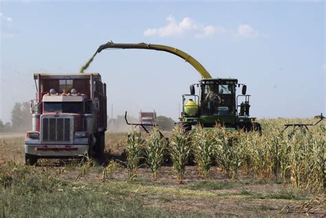 Schragville Corn Chopping