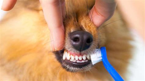 How To Brush My Pets Teeth 4 Simple Steps Animal Medical New City