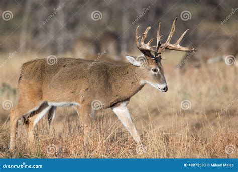 Whitetail Buck Preparing To Fight Stock Image Image Of Antlers