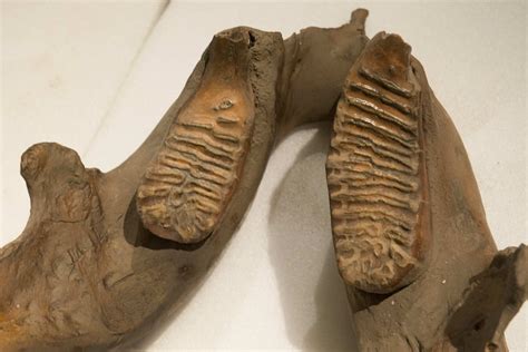 Million Year Old Dna From Mammoth Teeth Found In Siberia Is Oldest