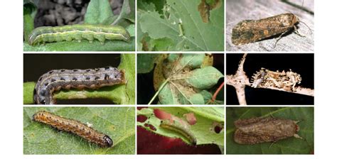 Image Of Larva Damage Inflicted On Host Leaves And Adult Of