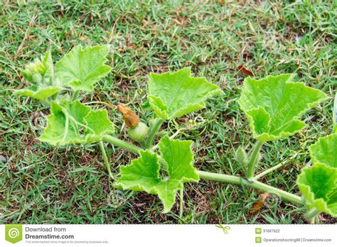 Lovepik > pumpkin plants images 100000+ results. pumpkin vine images - Google Search | Pumpkin vine, Vines ...