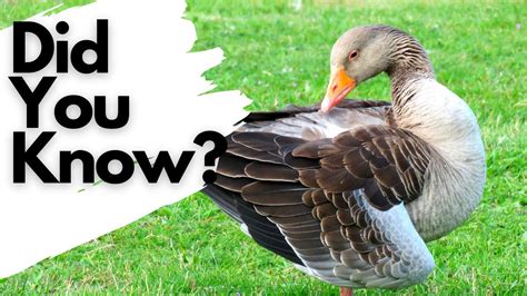 Things You Need To Know About Greylag Geese Youtube