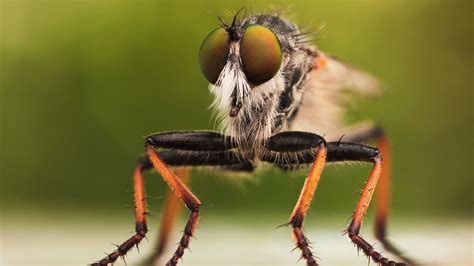 Wallpaper Fly Insects Macro Green Orange Animals 1258