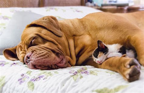 25 Cats Using Dogs For Pillows Will Make You Smile