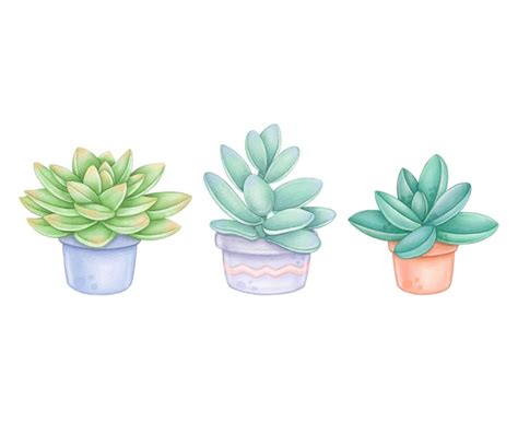 Premium Vector Set Of Watercolor Succulents In Pots Isolated On White