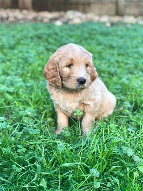 Browse thru our id verified puppy for sale listings to find your perfect puppy in your area. Goldendoodle Puppies For Sale in Texas ...