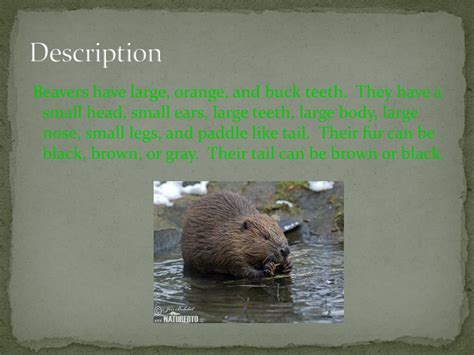 Ppt Beavers Powerpoint Presentation Free Download Id2332485