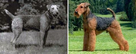 13 Dog Breeds Which Have Changed Over The Last 100 Years