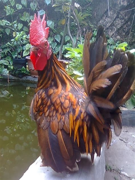 Gambar Ayam Kate Asli