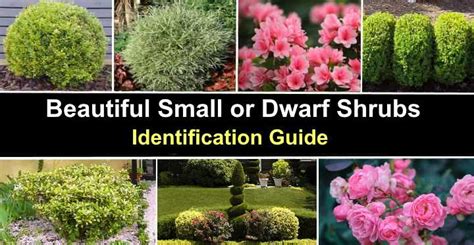 37 Types Of Shrubs And Bushes For Landscaping Pictures And Names