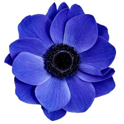 Flower Pnf Aesthetic Blue Flower Rose Free Download