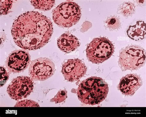 Colorized Transmission Electron Microscope Image Of Human White Blood