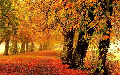 Forest Trees Nature Landscape Tree Autumn Wallpapers Hd Desktop