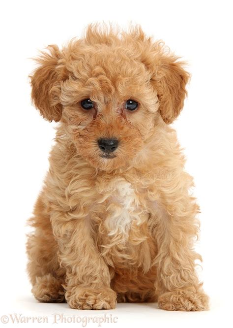 Dog Cute Red Toy Poodle Puppy Sitting Photo Wp39328