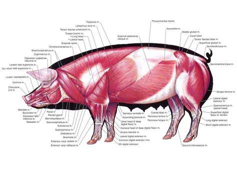 Anatomy Pig Animal Anatomy