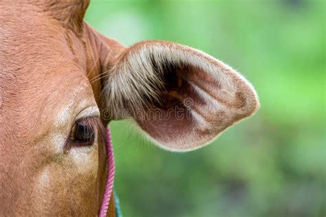 Part Head Short Of Cow Stock Photo Image Of Mammal Part 57874798