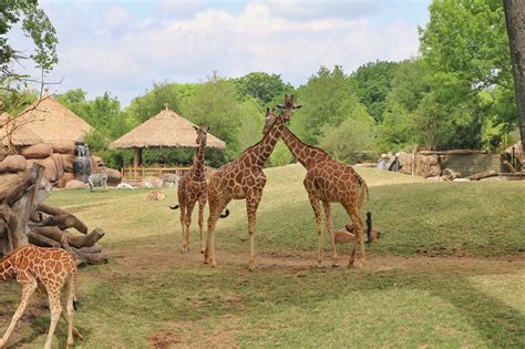 New African Savanna Exhibit Open At The Fort Worth Zoo Oh The Places