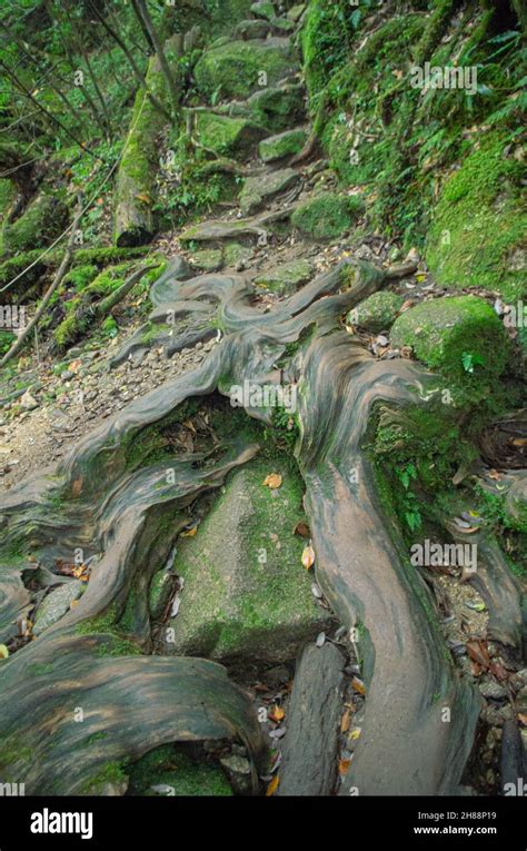 The Famous Moss Covered UNESCO World Nature Heritage Forest At Shiratani Unsuikyo Yakushima