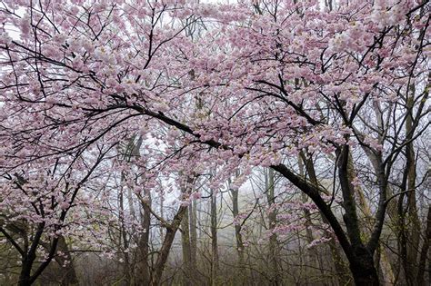 High Park Cherry Blossoms To Start Blooming This Weekend