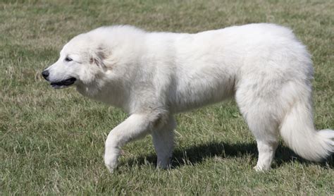 Great Pyrenees Breed Facts And Information Petcoach