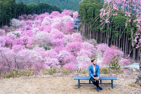 30 Pictures Of Cherry Blossoms That Will Make You Want To Visit Japan