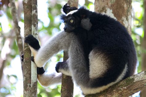 Bizarre And Beautiful Five Amazing Creatures Found Only In Madagascar